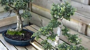 Вяз мелколистный