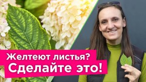 ЖЕЛТЕЮТ ЛИСТЬЯ У РАСТЕНИЙ? Вот самый эффективный метод борьбы с хлорозом