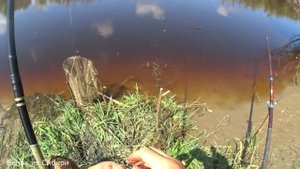 В погоне за карасями наловил возле дома окуней!.mp4
