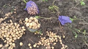 Сбор картофеля. Картофель Ривьера урожай 2021