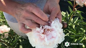 Jorgiana shaylor peony. Джорджиана Шейлор пион. Пулков сад (2022 г)