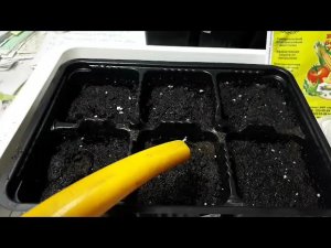 Ещё один способ посева перцев.27 февраля.