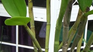 Хойи Завершение Hoya Ischnopus, Finlaysonii, Kentiana цветут