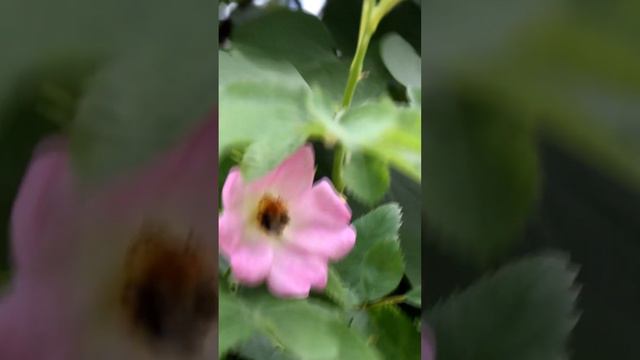 Bumblebee eats honey on a rose смотреть онлайн