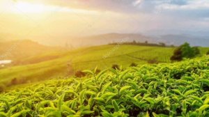 Вред зеленого чая для здоровья.