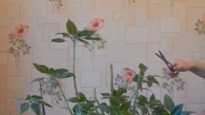 Бальзамин. Обрезка после цветения (или к весне).