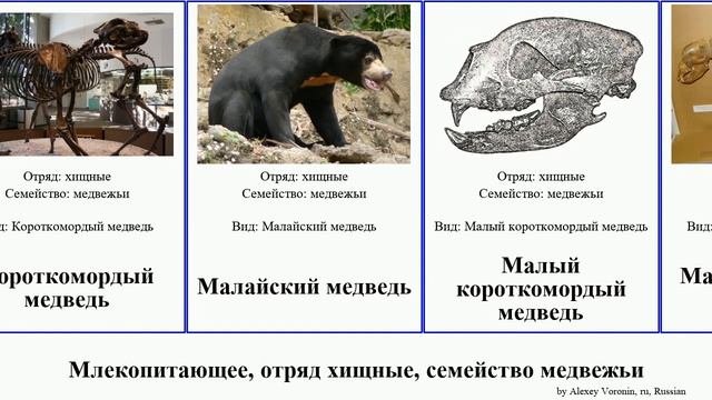 Млекопитающее, отряд хищные, семейство медвежьи медведь Mammal Малый пещерный Большие Этрусский