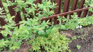 Посадила в ряд новую смородину и ягодную жимолость. 30.04.2023