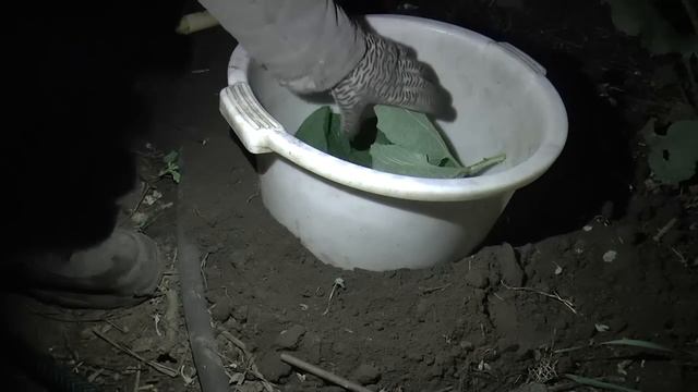 Ночная ОХОТА на КРОТА. Поймал КРОТА ! Как поймать КРОТА !? смотреть онлайн