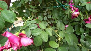 Плетистая роза отцвела, срезаю отцветшие бутоны