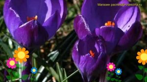 Крокус ботанический Негро Бой. Краткий обзор, описание характеристик, где купить луковицы Negro boy