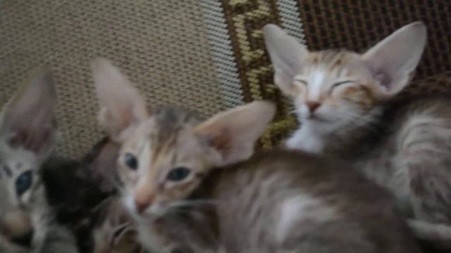 ориентальные котята
