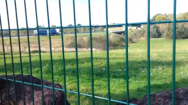 Страусы в придорожном кафе Мини Зоопарк в Литве. смотреть онлайн