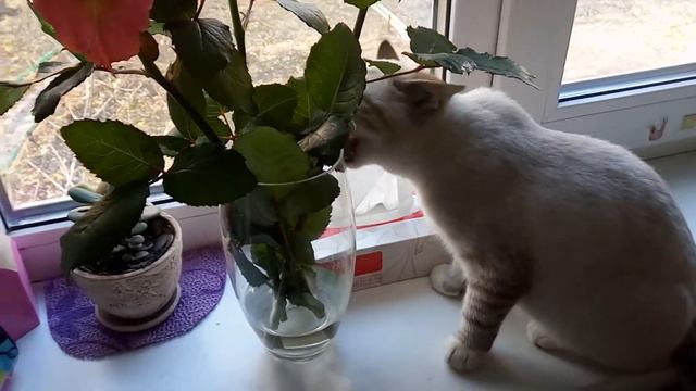 Кот и Розы смотреть онлайн