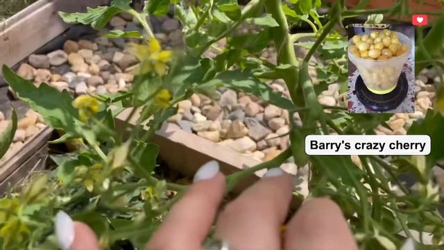 Что в теплице 12 июня/ Проблемы у Чио-Чио сан/ Первые помидорки завязались смотреть онлайн