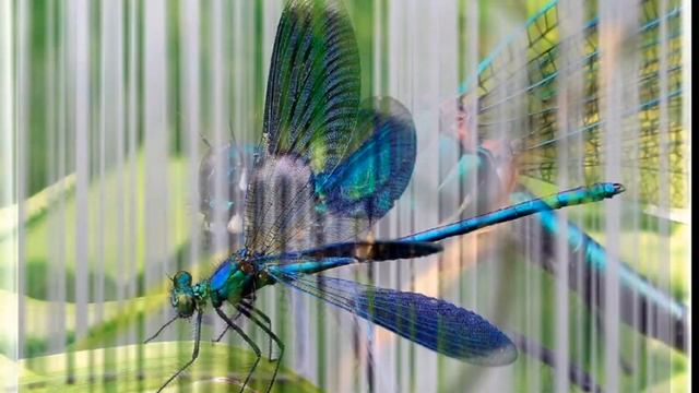 Красная Книга Азбука естествознания