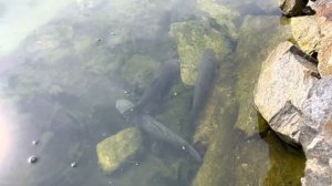 Белый Амур. Запускаем в пруд.