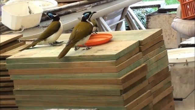 BLUE-FACED HONEYEATERS (Entomyzon cyanotis) Australia. смотреть онлайн