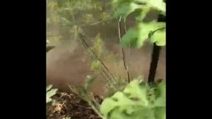 КАК И КАКИЕ АРБУЗЫ САЖАТЬ В ТЕПЛИЦЕ