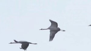 Родимый край