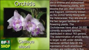 (Cattleya alaorii) Orchids Gallery Malaysia at BF1