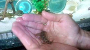 L СОМЫ    КОЛЛЕКЦИЯ ЭКЗОТИЧЕСКИХ НОМЕРНЫХ L СОМОВ  2018