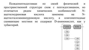 Основы микробиологии. Часть 1-1