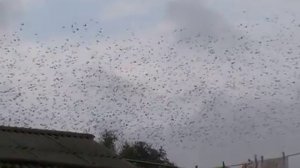 Очень много сворцов перед вылетом на юг