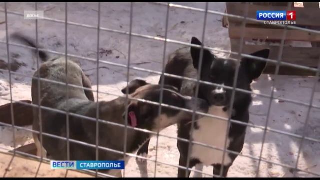 Четвероногая напасть: на Ставрополье участились случаи нападения бродячих собак