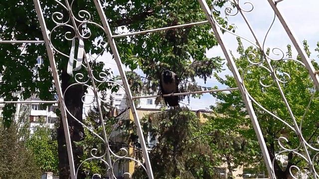 Ворона-символ семейного счастья.Сами посмотрите🤩💞У@SONYAPLAYINGAMESна стримах их часто можно видеть смотреть онлайн