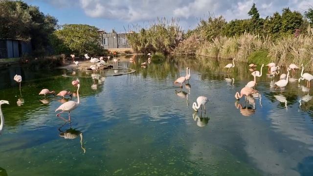 Мальта.Парк птиц.Birdpark Malta.Есть ли зима на Мальте?Парки на Мальте.Интересные места на Мальте