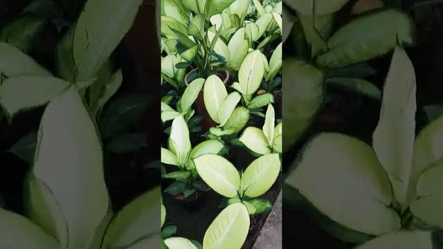 Dieffenbachia amoena? смотреть онлайн