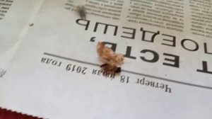 КОРМЛЕНИЕ РУЧНОГО ДУБОНОСА ?