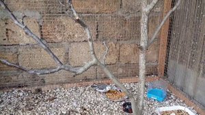 Один день из жизни попугаев Корелла в уличном вольере.