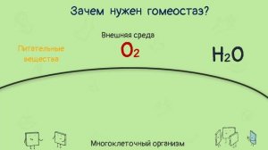 Гомеостаз. Внутренняя среда организма. Принцип отрицательной обратной связи | Тело человека