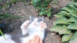 VLOG Пьём чай.У Вики новый купальник.Поспела шалковица