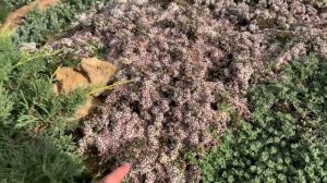 Почвопокровные растения для каменной горки и цветников. От посадки до цветения.