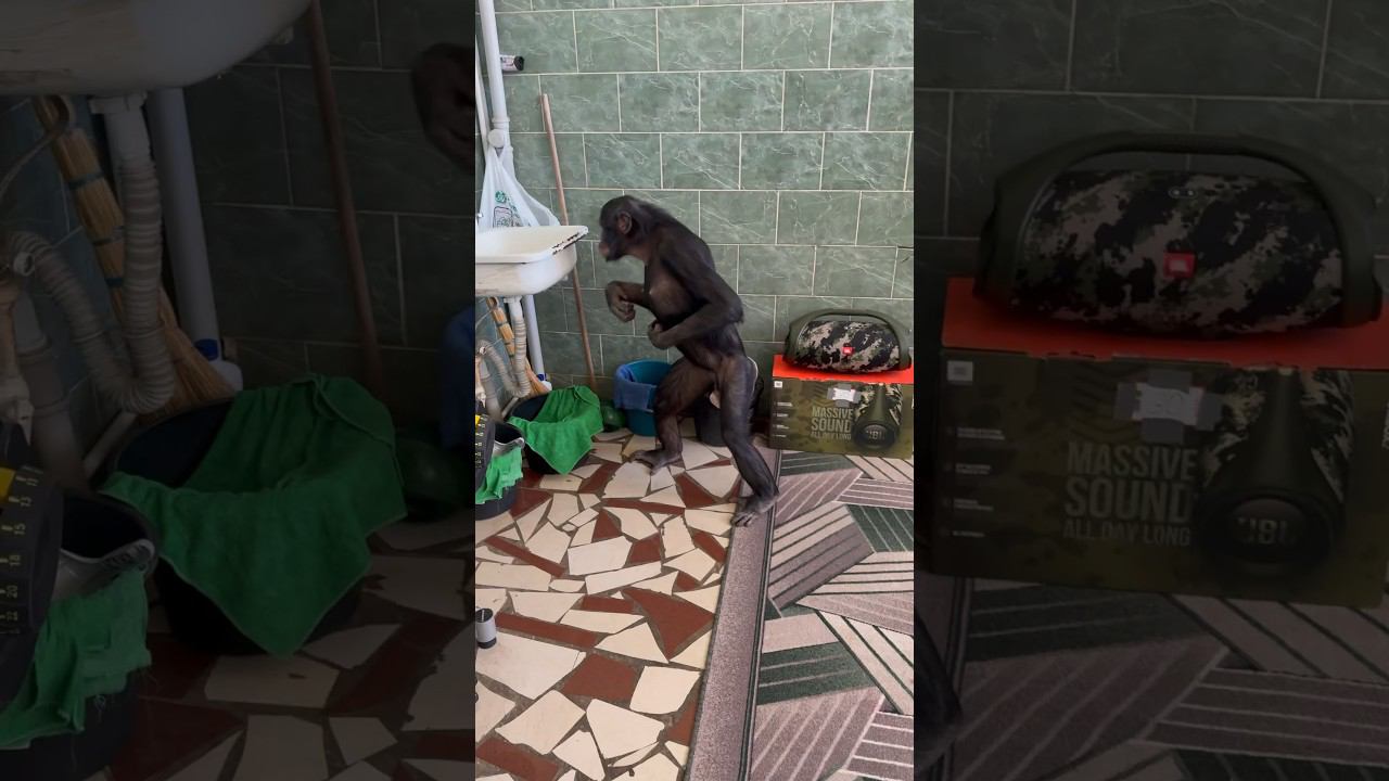 ПРИКОЛЬНАЯ ШИМПАНЗЕ заметила что её снимают! смотреть онлайн