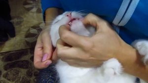 Как кошке дать лекарство правильно за полминуты