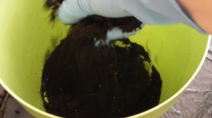 Стрелиция королевская в домашних условиях - пересадка и уход.Часть4