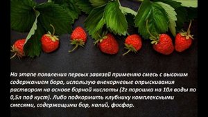 Как увеличить урожай клубники? 4 простых действия How to increase the yield of strawberries?