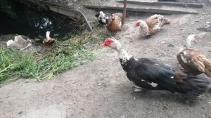 Мускусные утки , Индоутки, Шипуны и их родня.