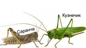 КУЗНЕЧИКИ - Прыгающие музыканты