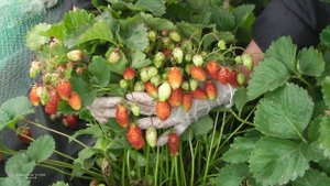 ЗЕМКЛУНИКА КУПЧИХА УРОЖАЙ С 16 КУСТИКОВ ПЕРВЫЙ СБОР