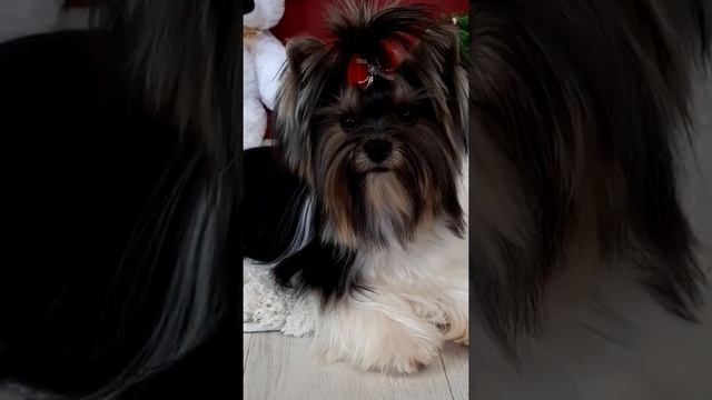 Купить йорка, купить бивер-йорка, питомник йорков, цветные Йорки