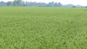 Обзор гороха "Саламанка" от NPZ Lembke: преимущества и рекомендации.