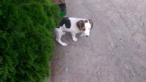 Щенок Русской пегой гончей 2 мес