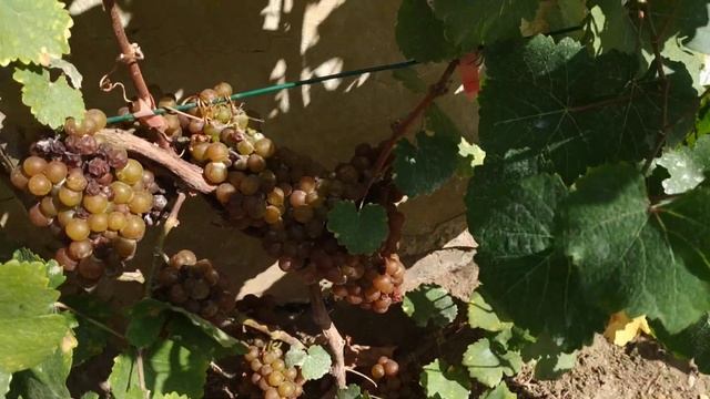 Траминнер розовый, ранний беловинный сорт винограда смотреть онлайн