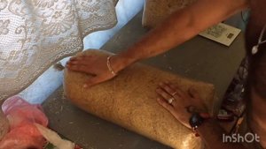 Гриб Вешенка штам К17