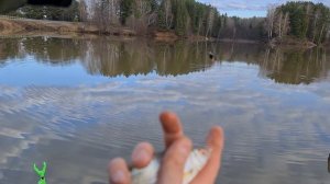 Половил плотву на деревенском прудике